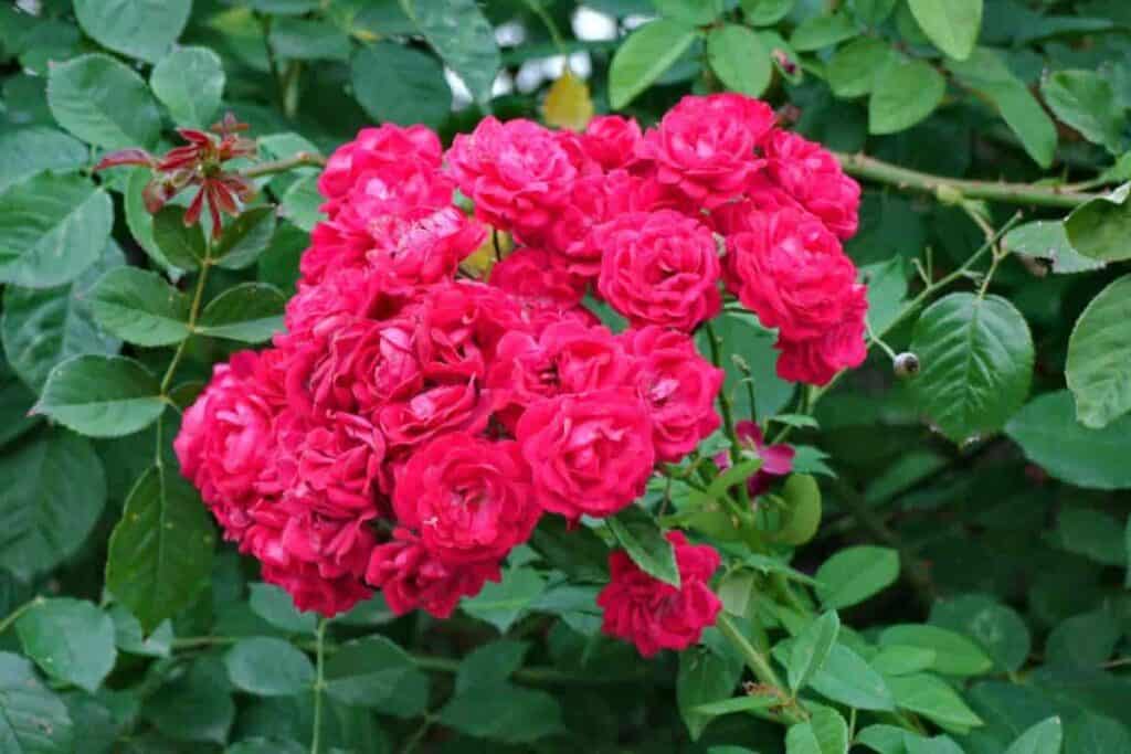 Traveling Rose Bushes