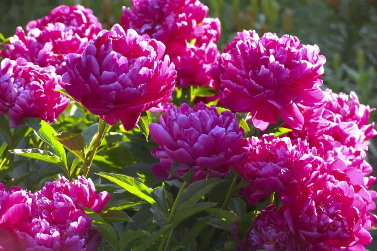 Best Peonies