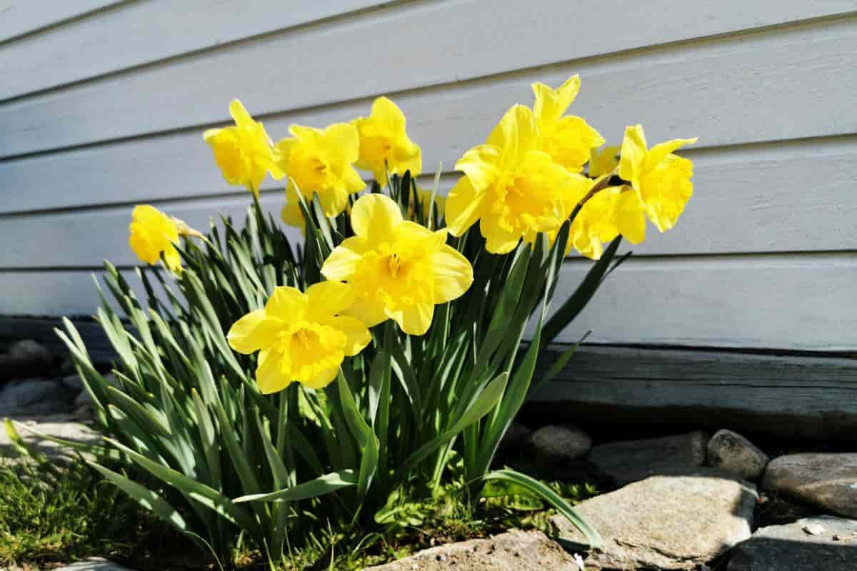Daffodils