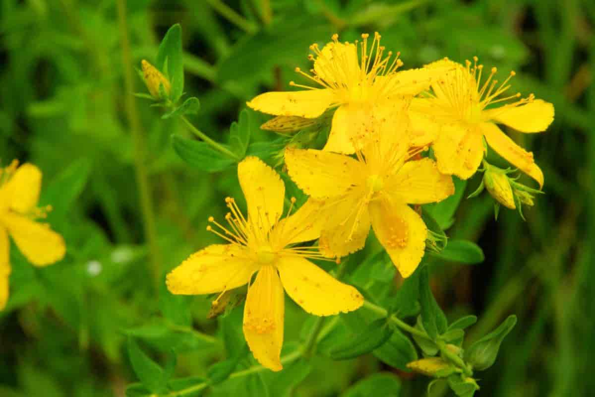 Goldencup St. Johnwort
