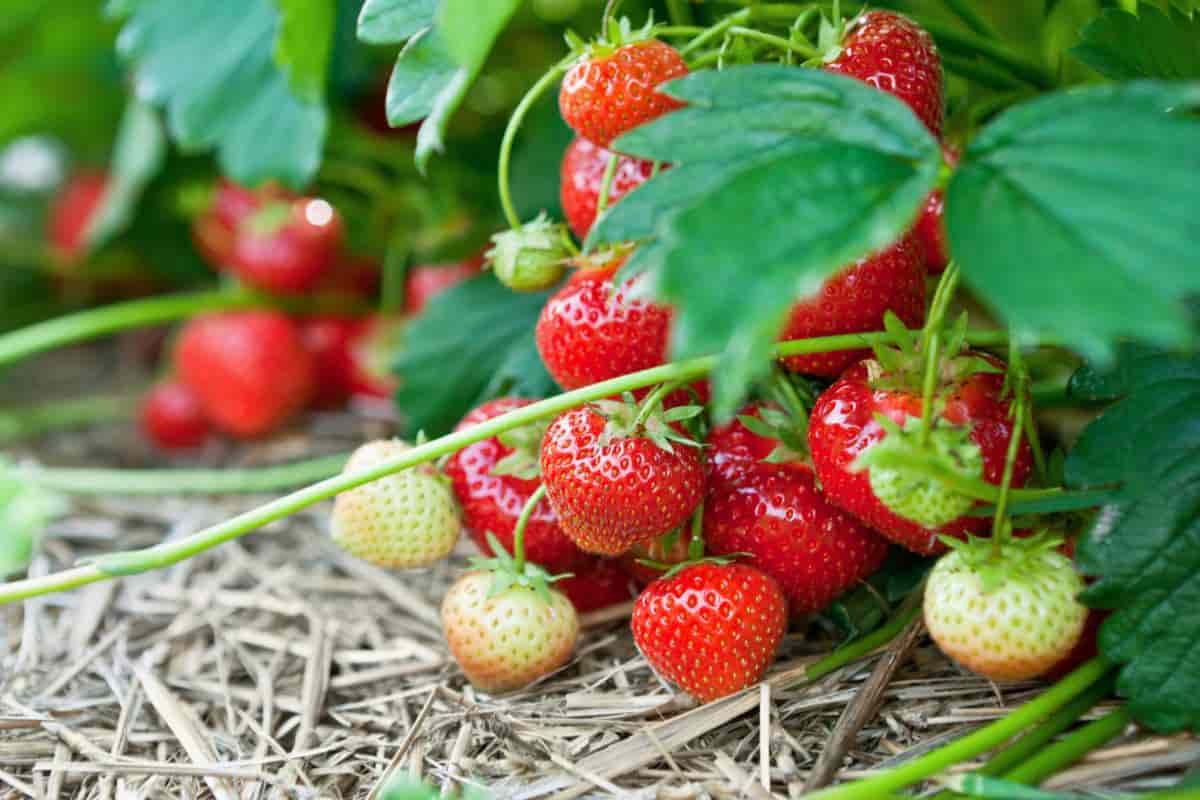 Fall Planting Fruit Garden
