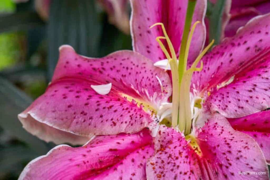 Growing Lilies