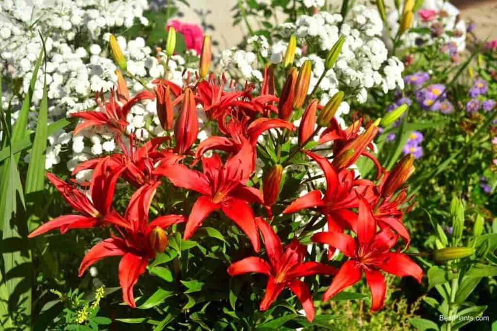 Growing Lilies in a Garden