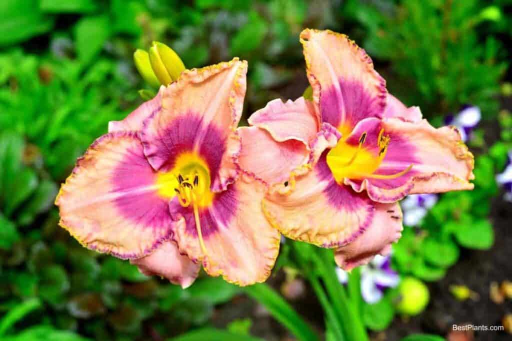 dramatize daylily foliage