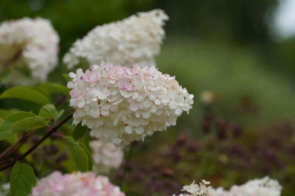 Fall Hydrangea