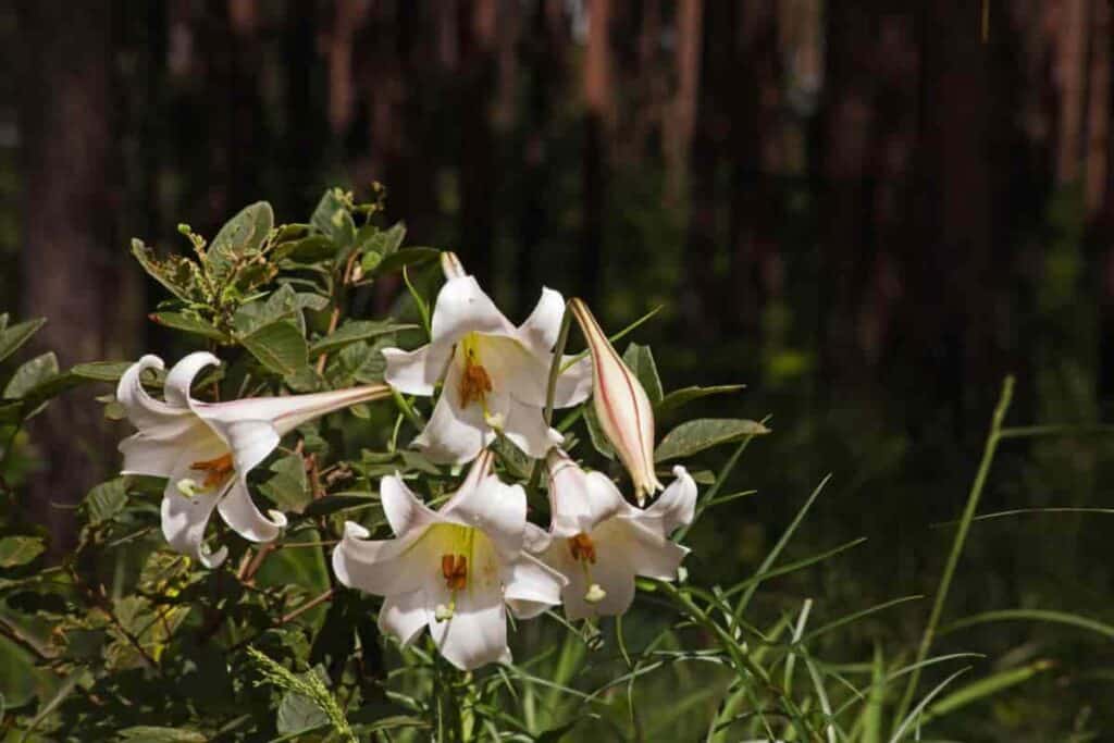 Lilies in the South