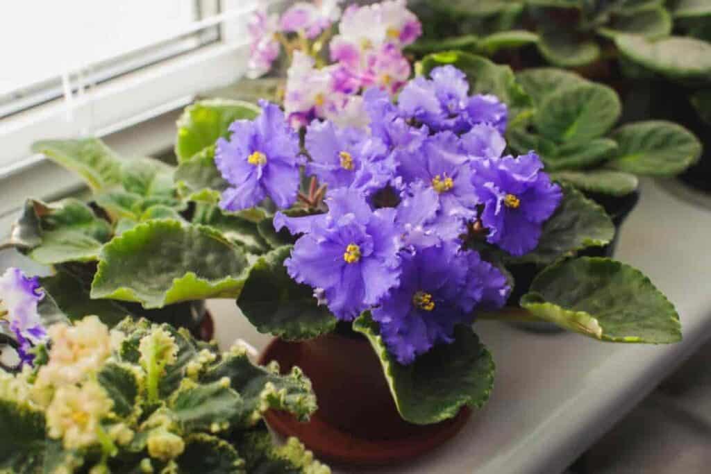 Various African Violets