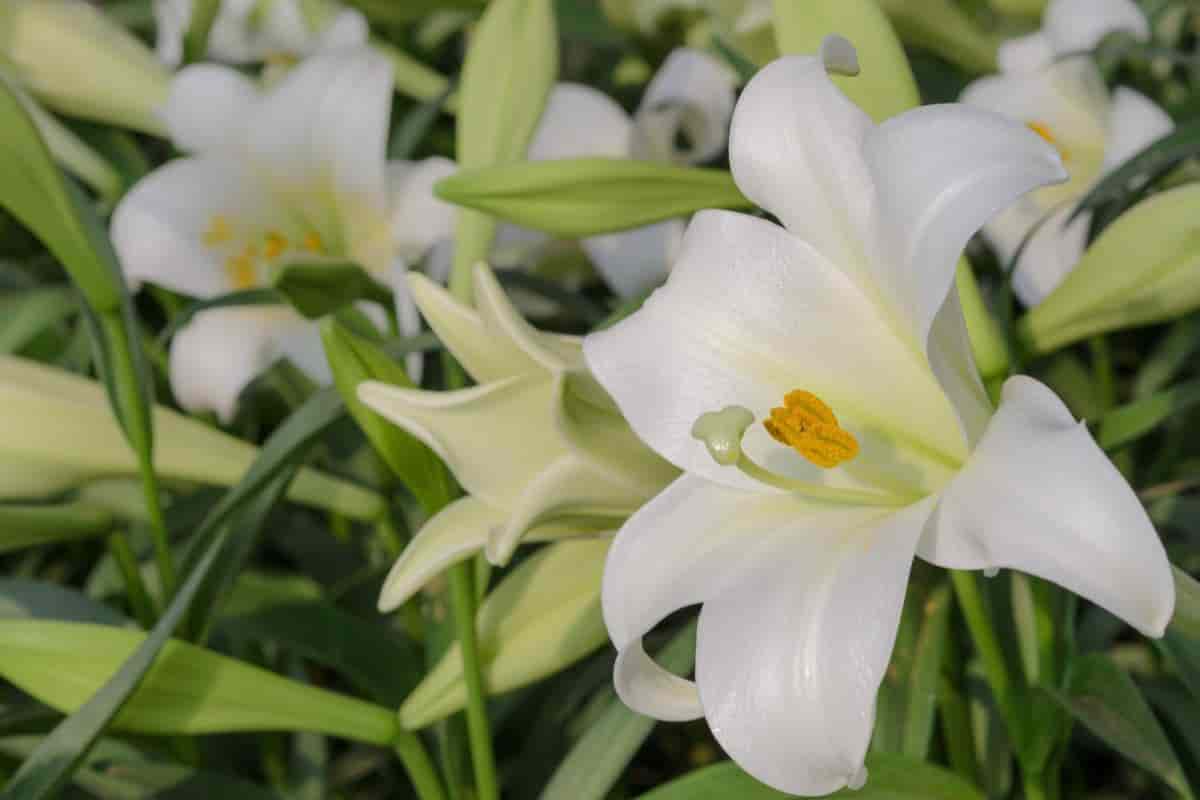 Lilies Worth