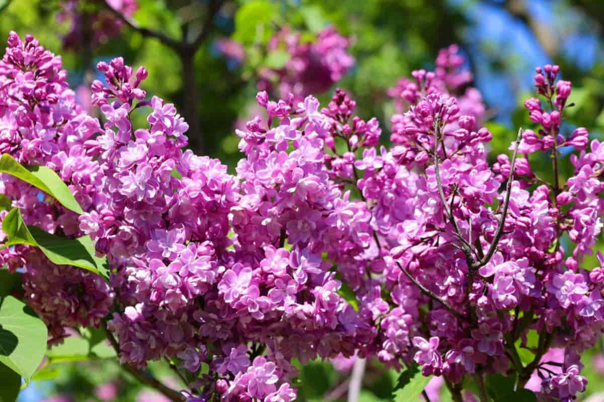 Lilac Culture