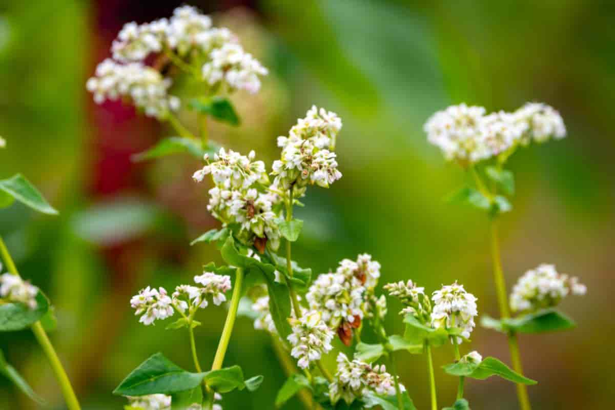 Green Manure