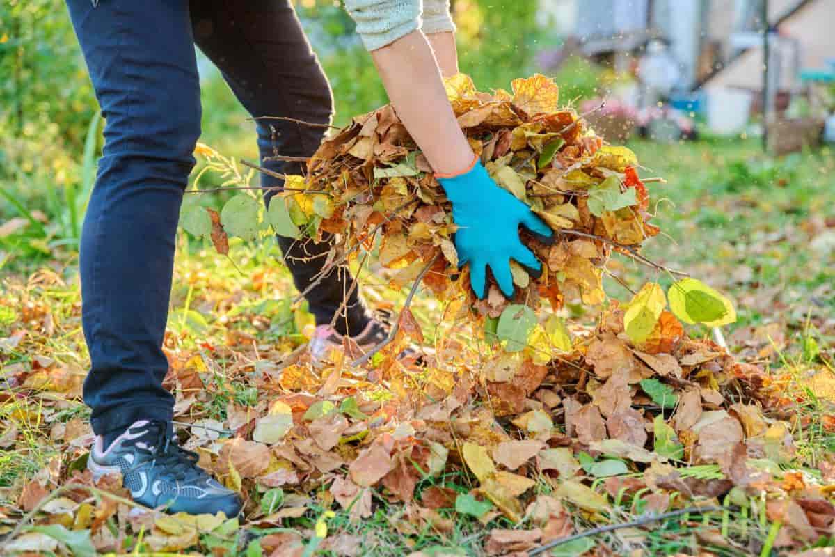 Valuable Leaf Crops