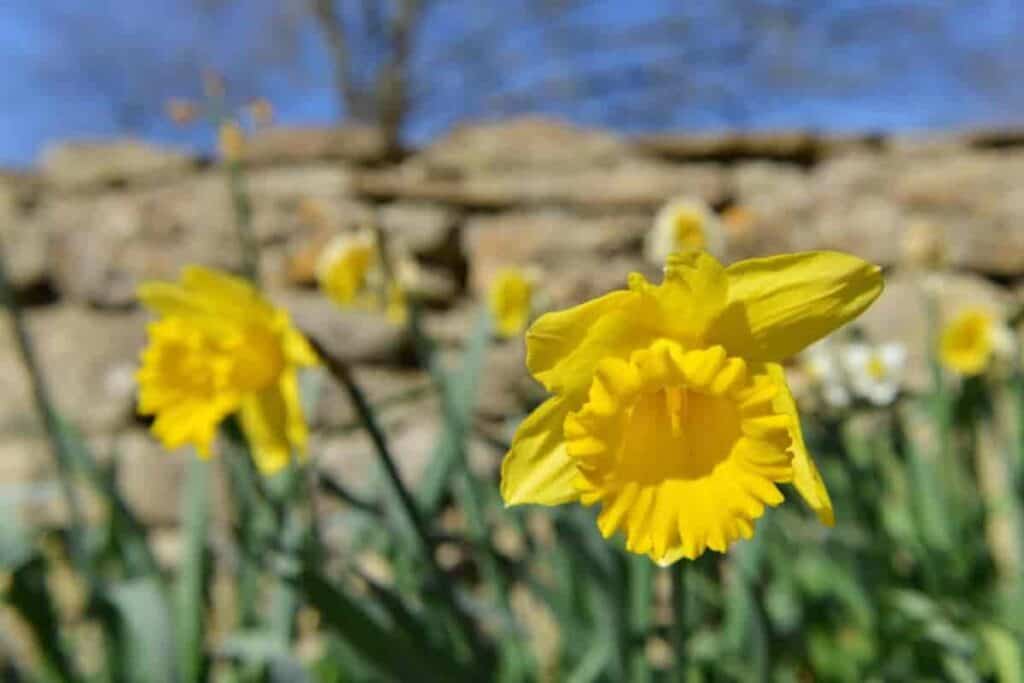 Ground Daffodils