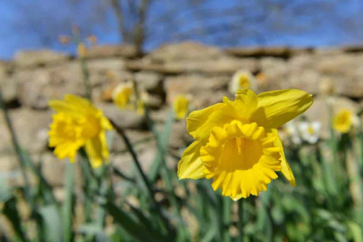 Ground Daffodils