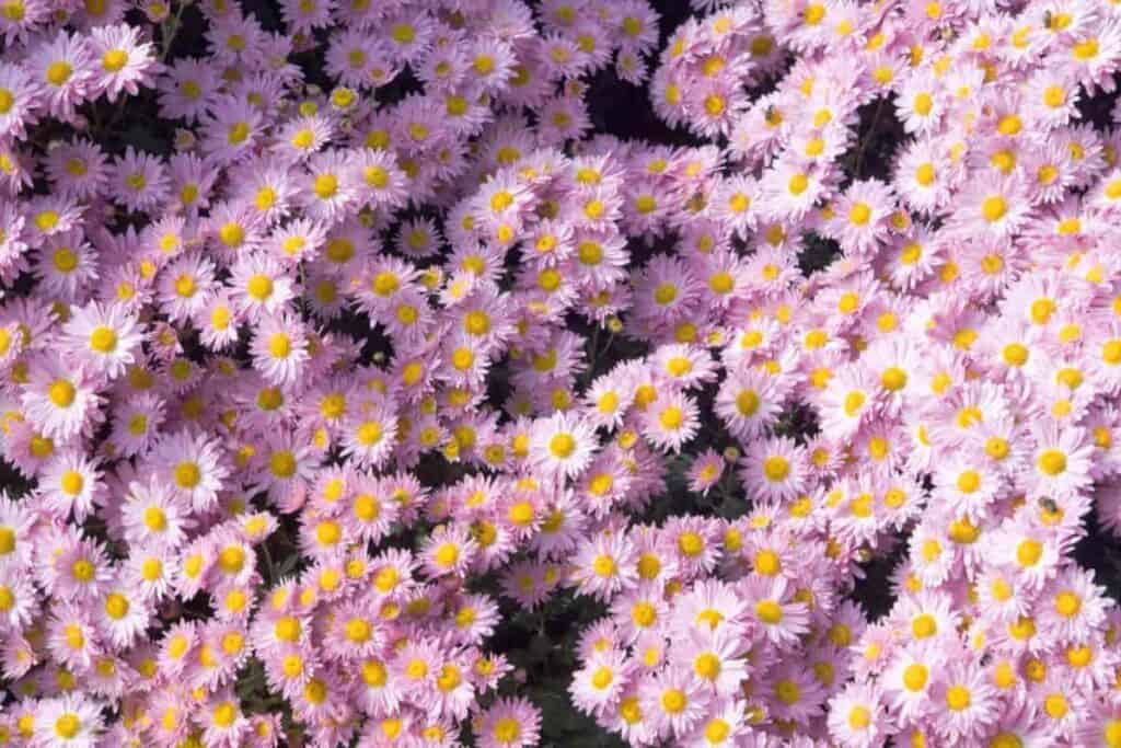 Chrysanthemum and Tulips