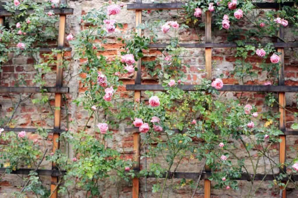 Landscape Shrubs