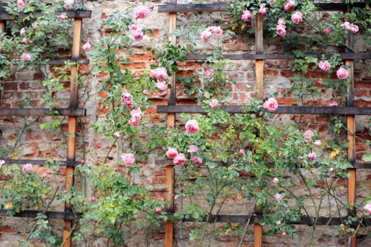 Landscape Shrubs