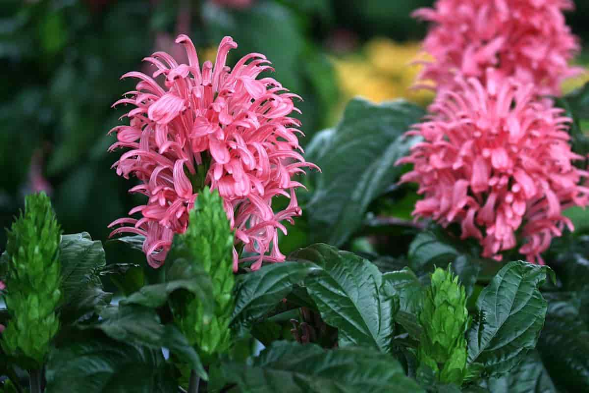 Jacobinia