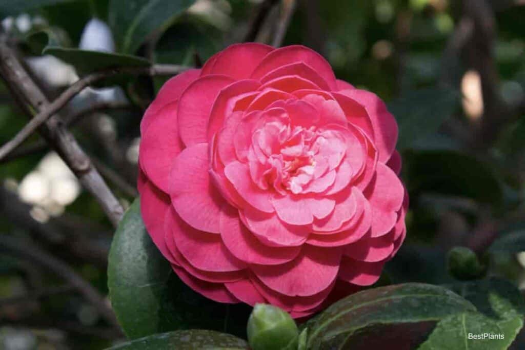 Camellia bloom up close