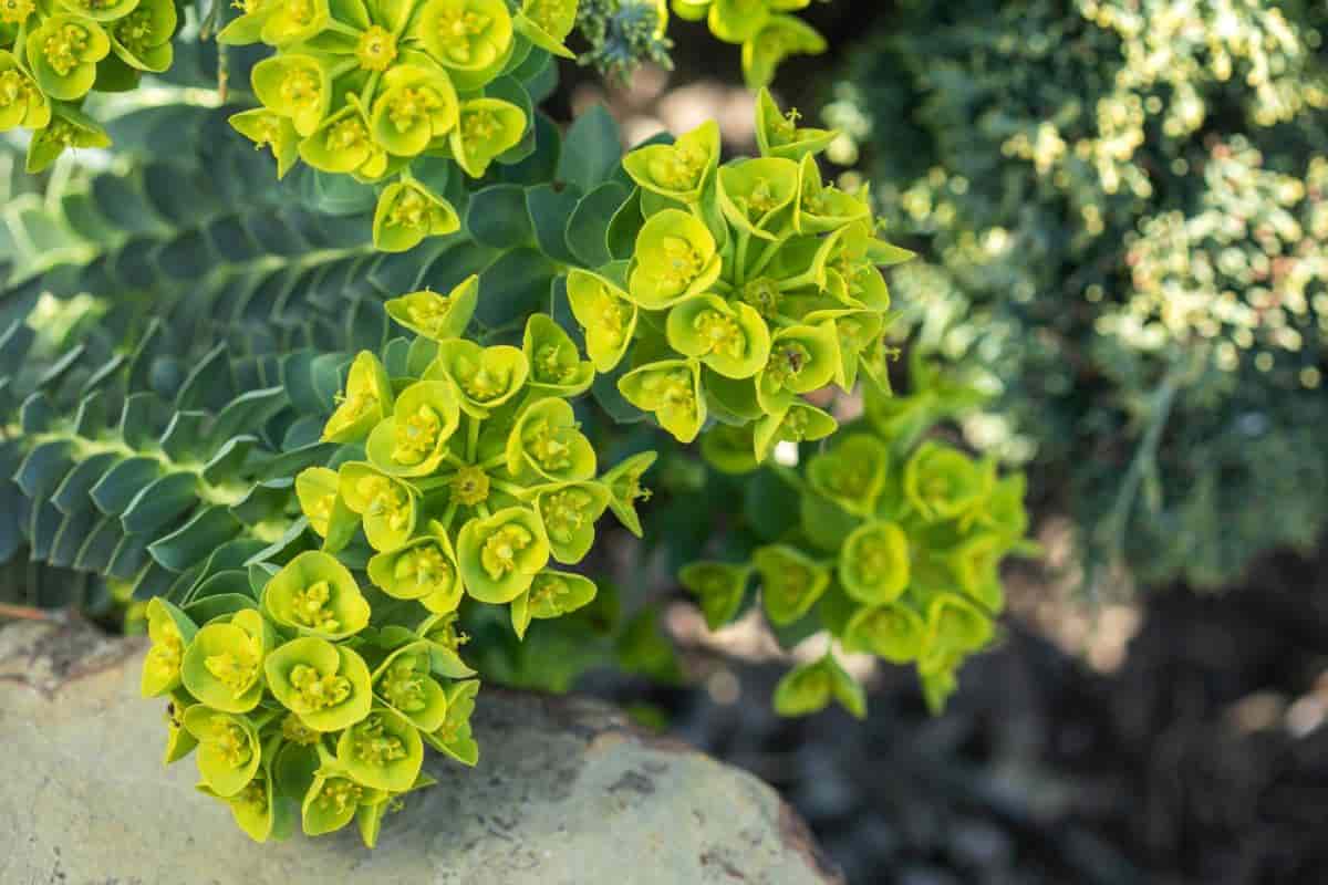 Myrtle Euphorbia