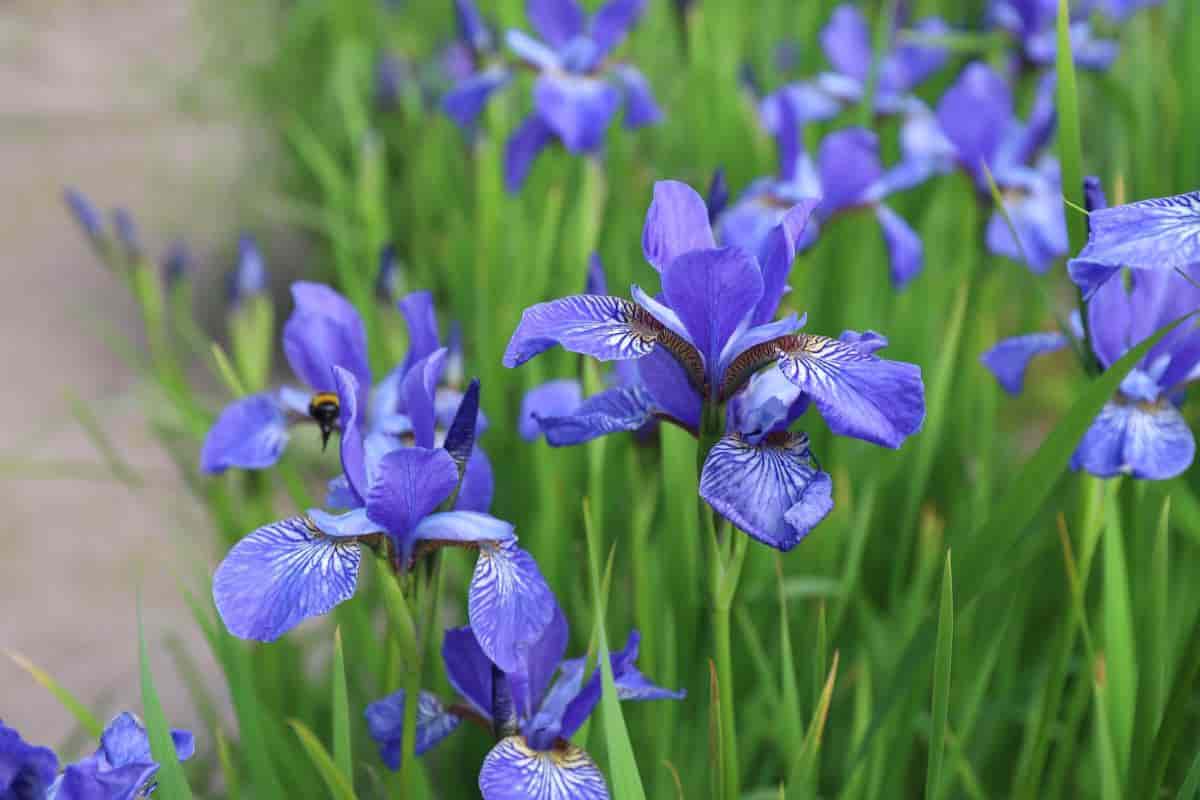 Blue Japanese Iris