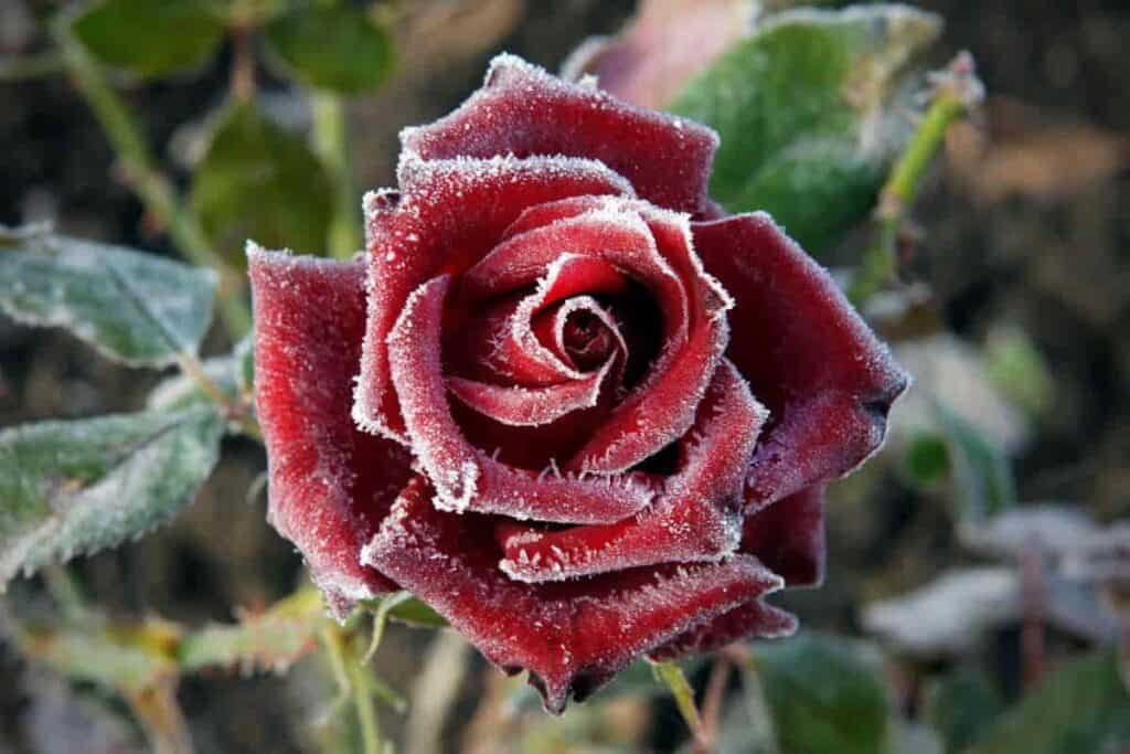 cold climate rose care