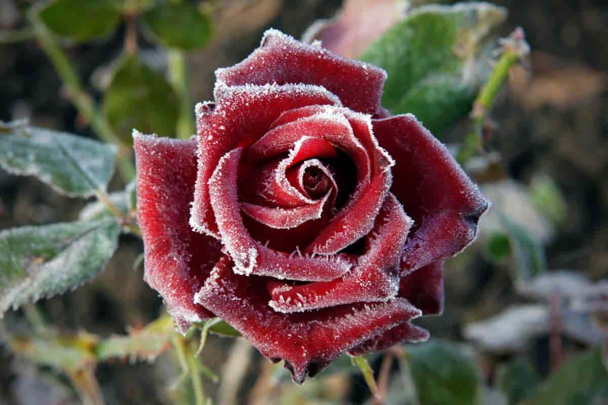 cold climate rose care