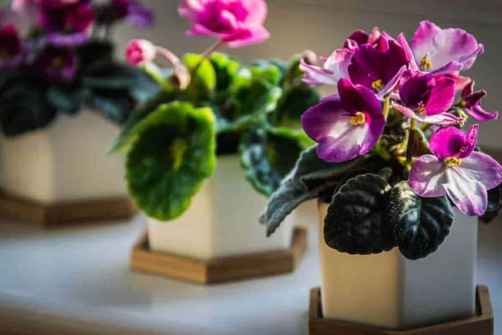 flourescent lights fancier african violets