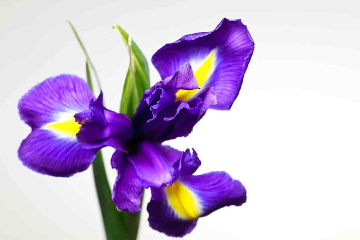 Iris Lover