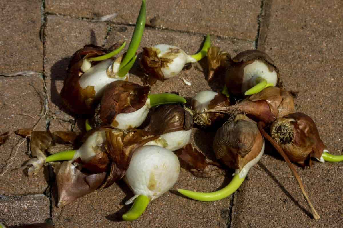 Planting Tulips