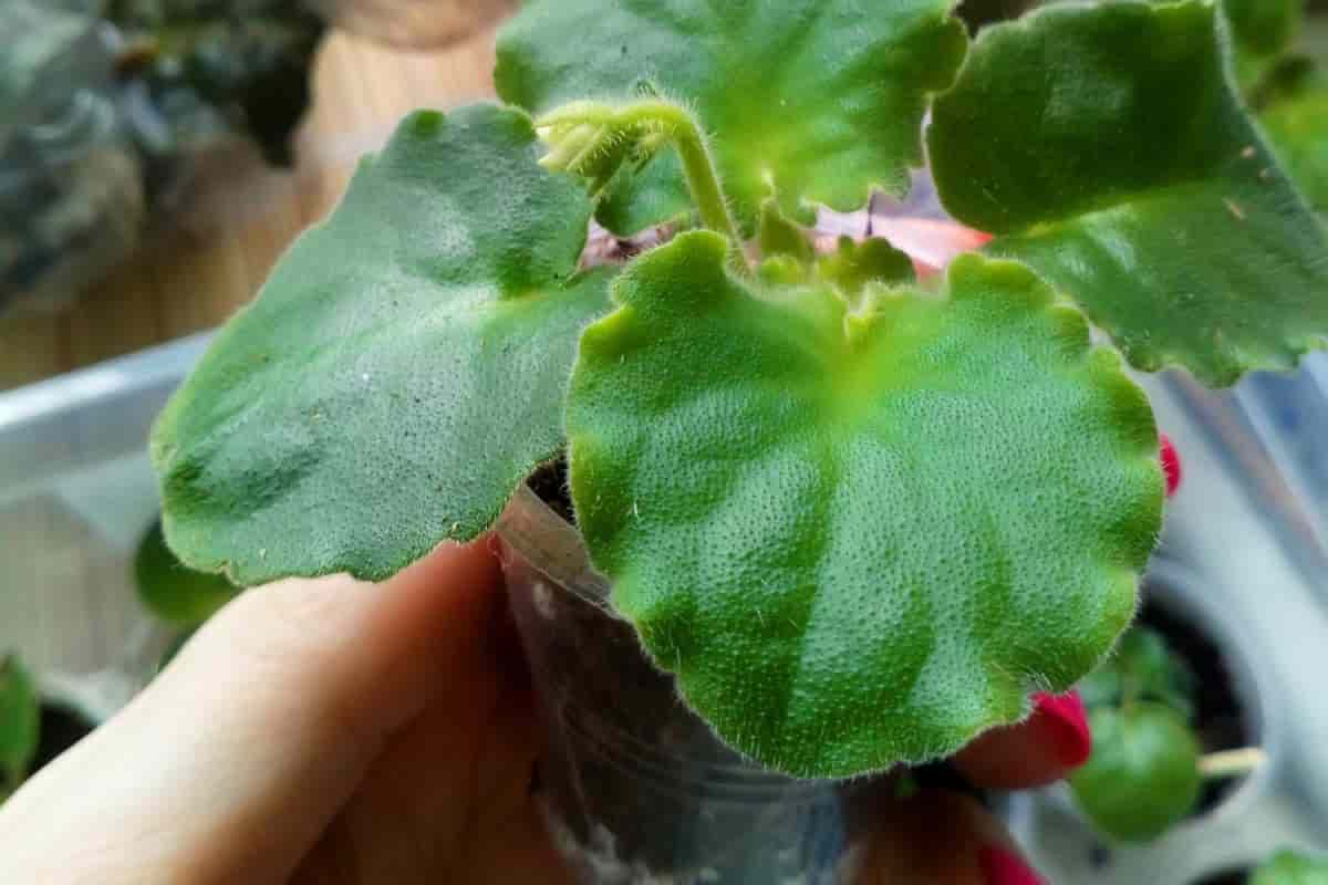 Cutting African Violets