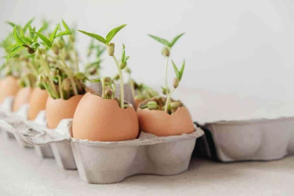 No Seedlings