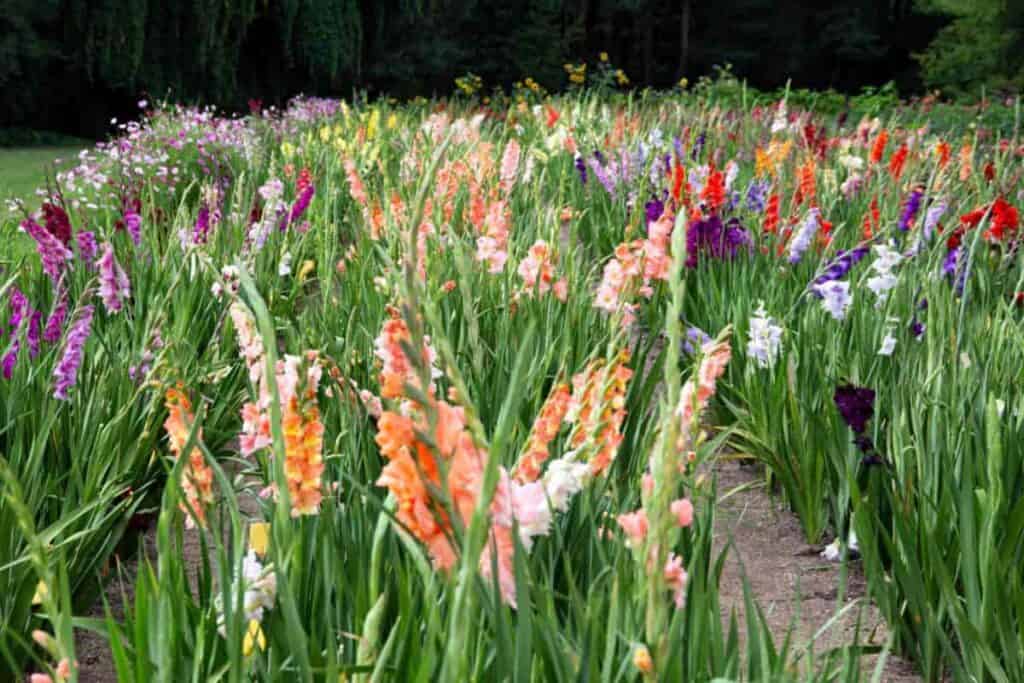 why not grow gladiolus