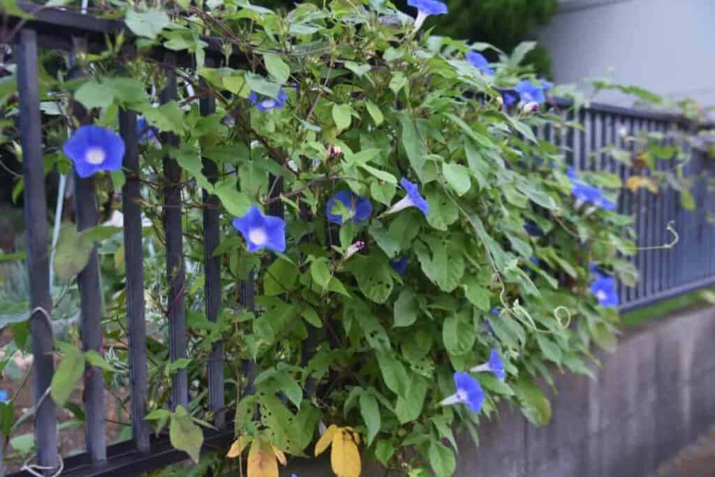 Friendly Vines
