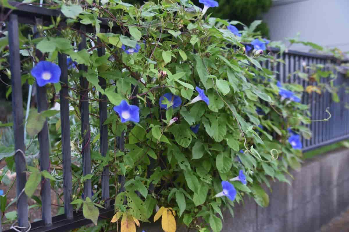Friendly Vines