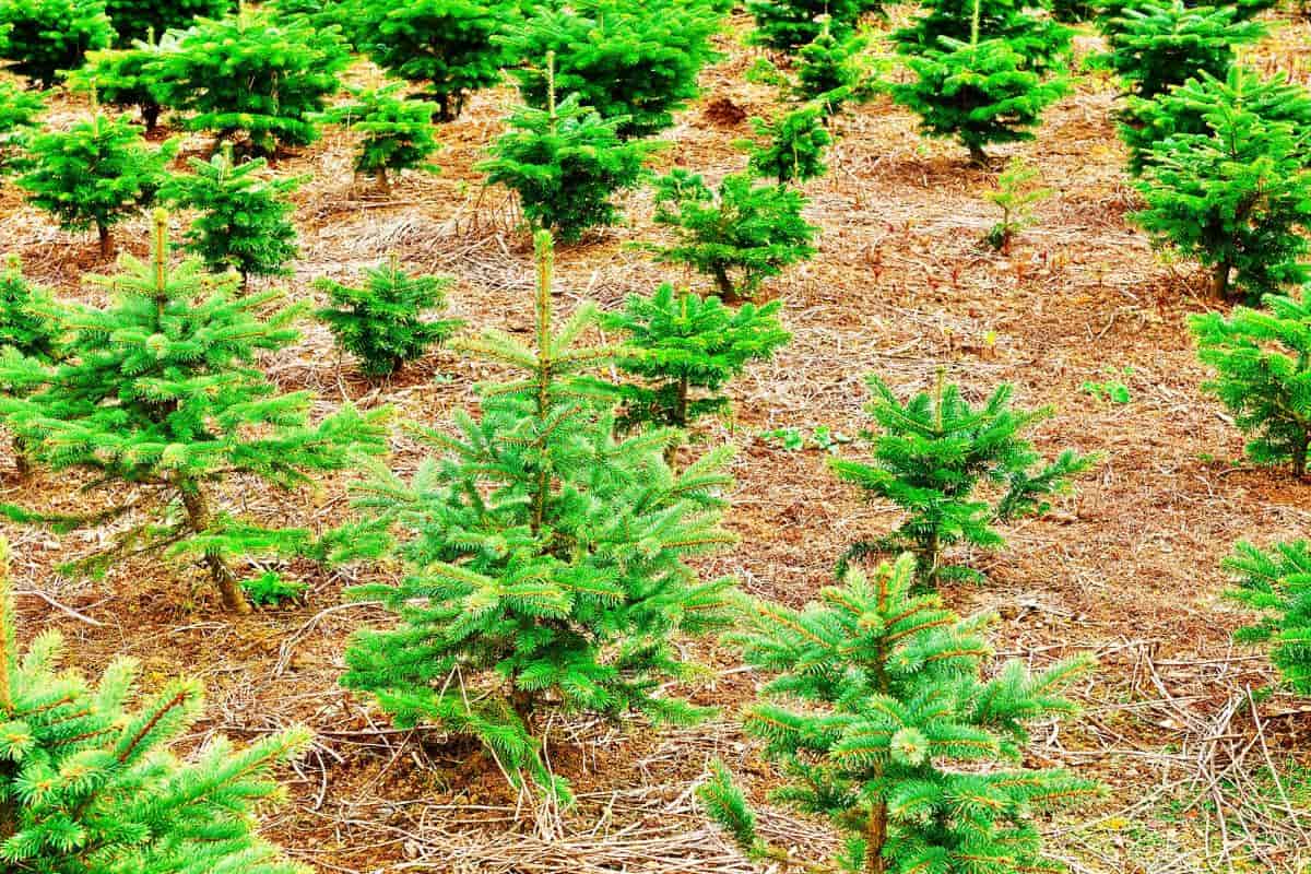 landscape material baby evergreens