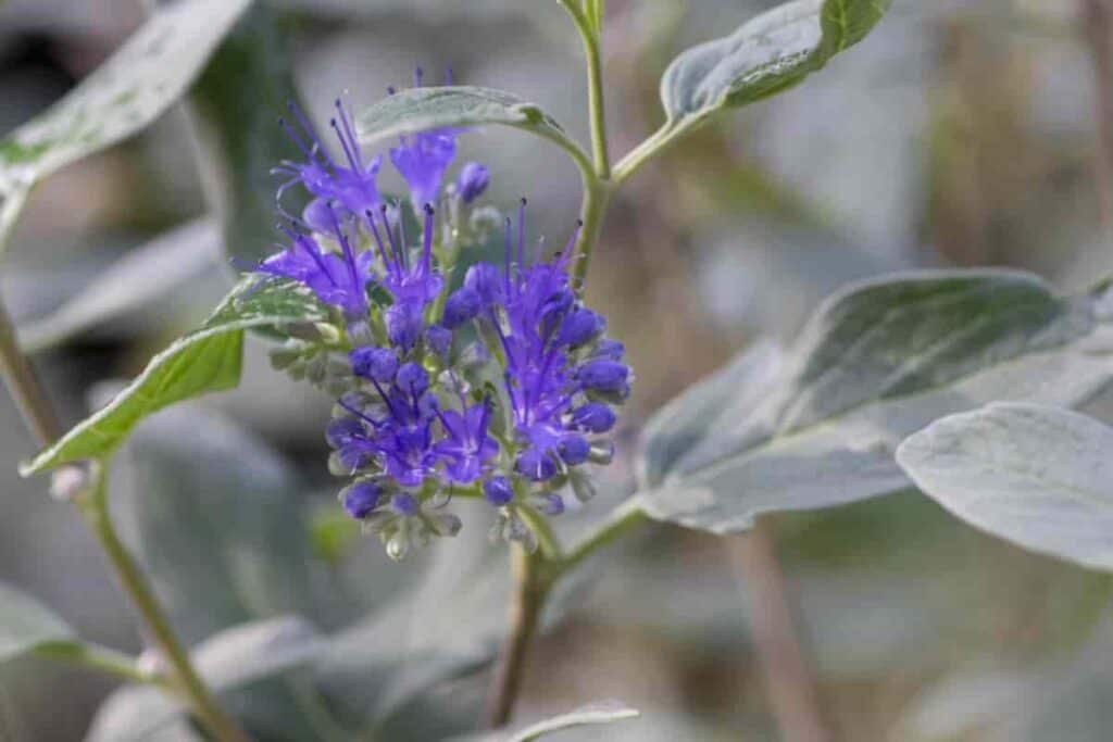 Caryopteris