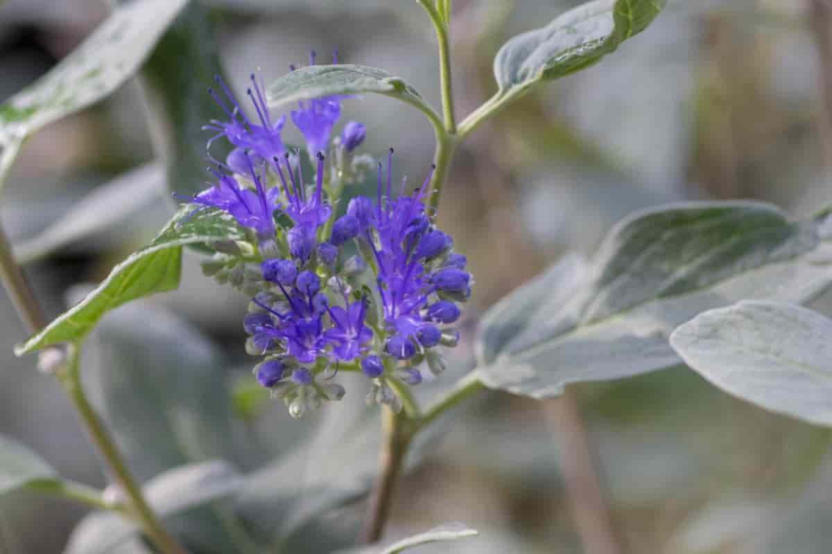 Caryopteris