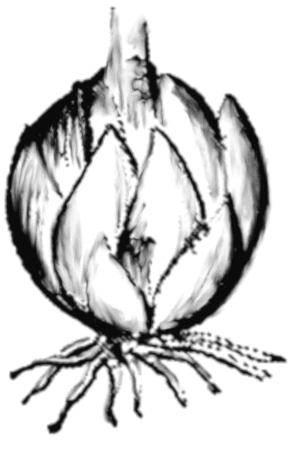 True lily Bulb