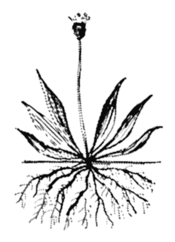 Fiberous Plaintain Roots