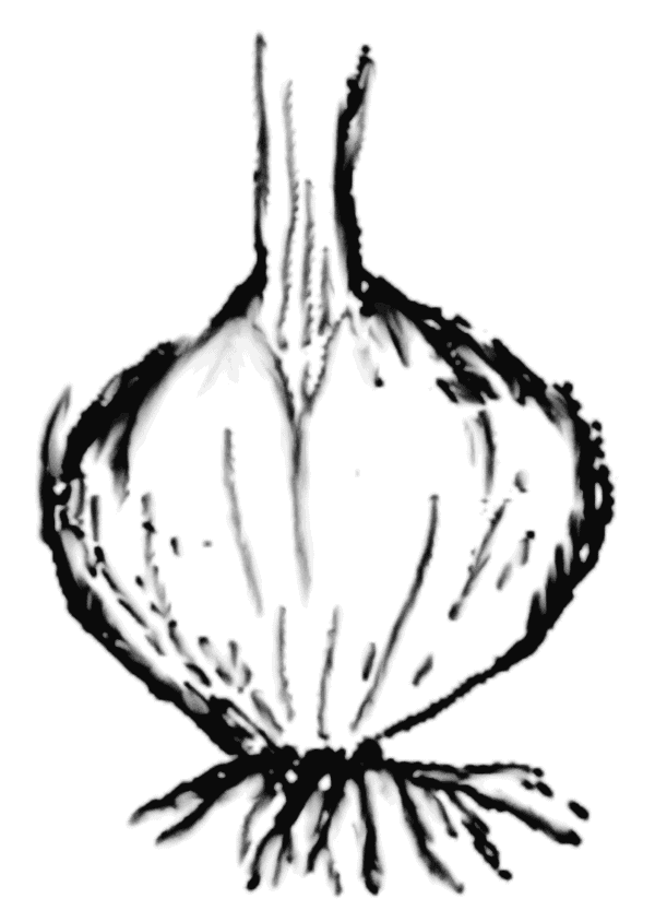 Crocus Corm