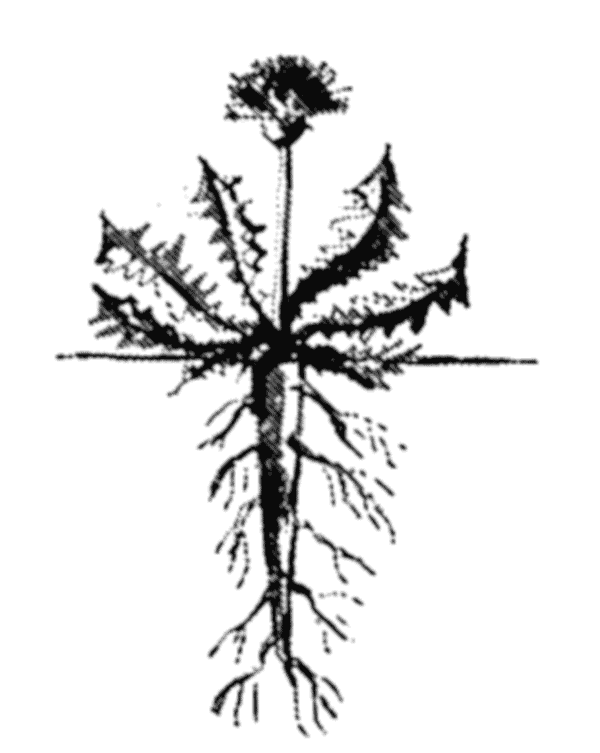 Dandelion tap root