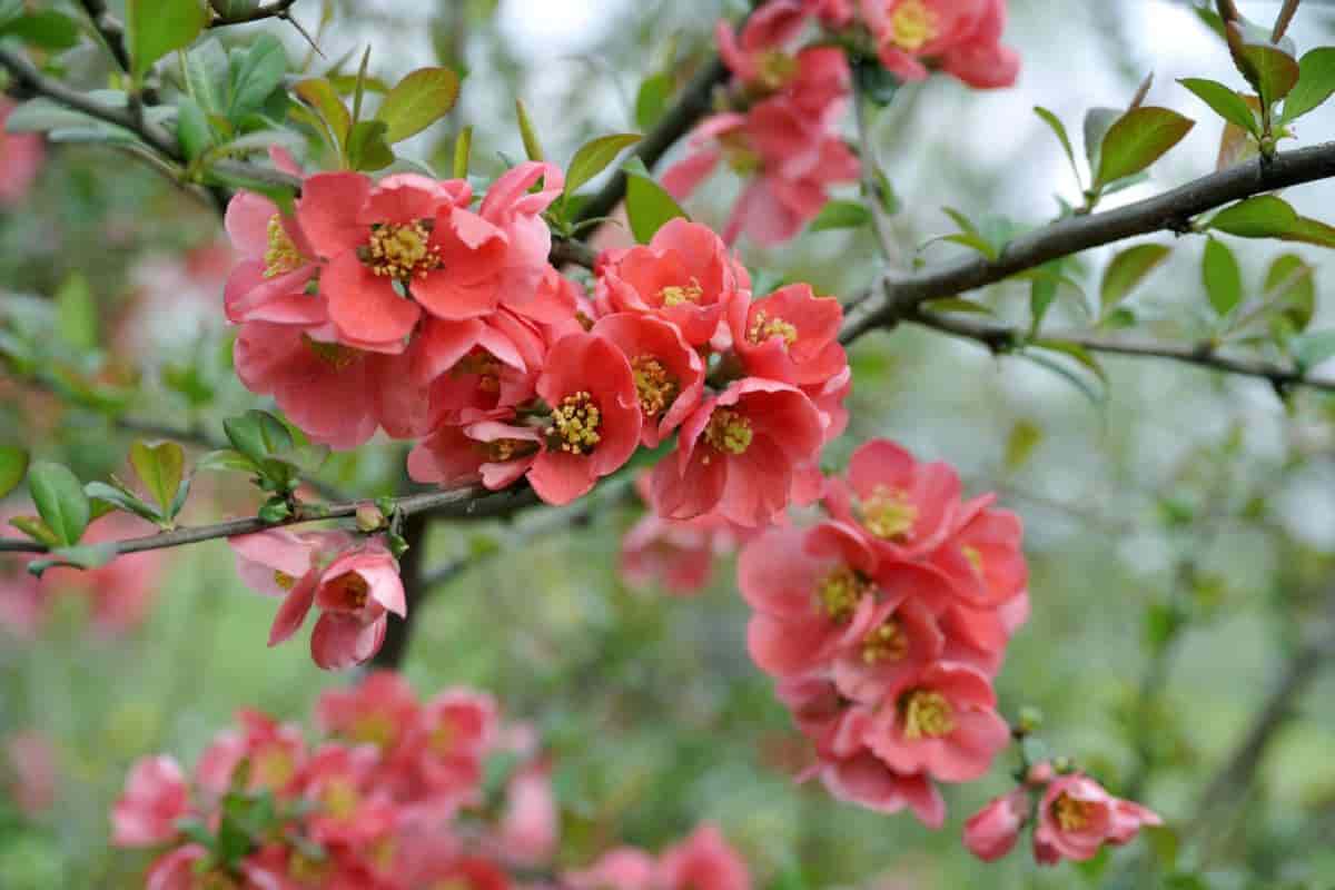 few branches