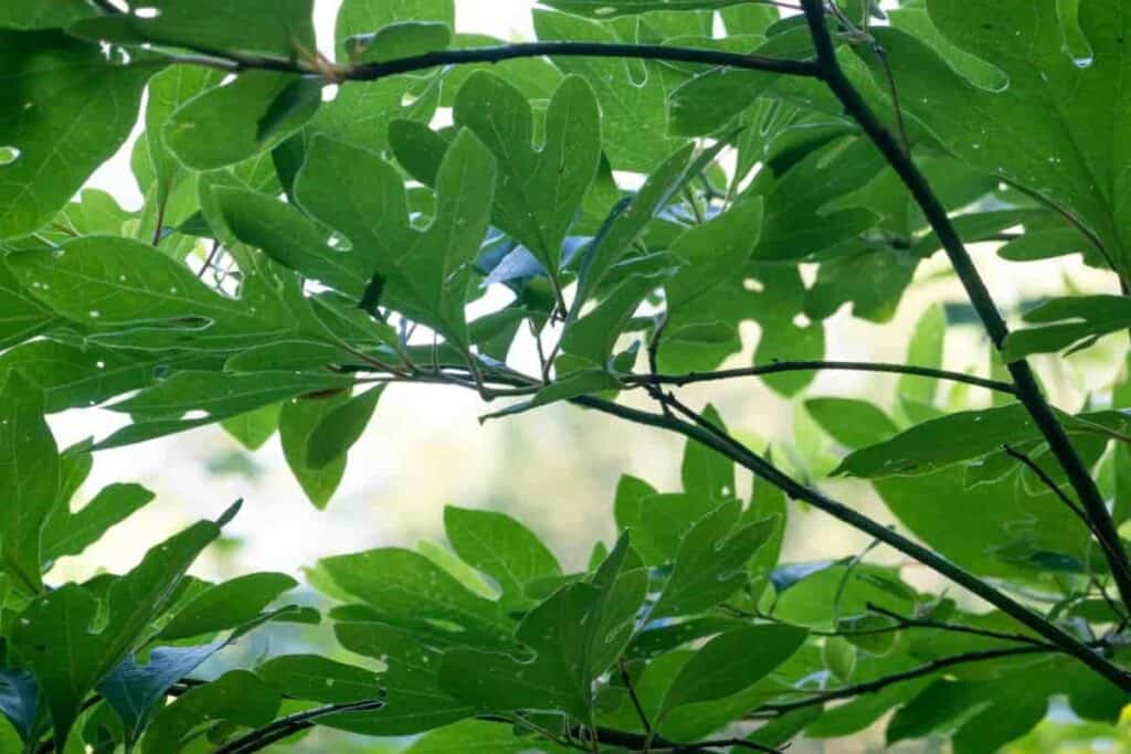Sassafras Tree