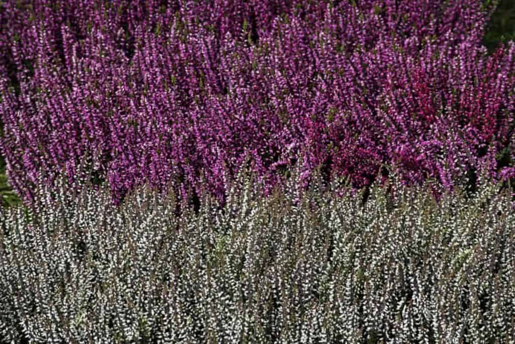Winter Heath