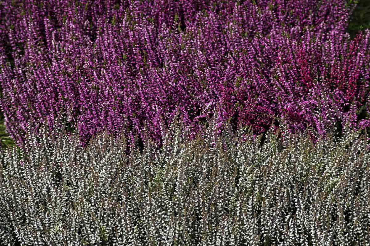 Winter Heath