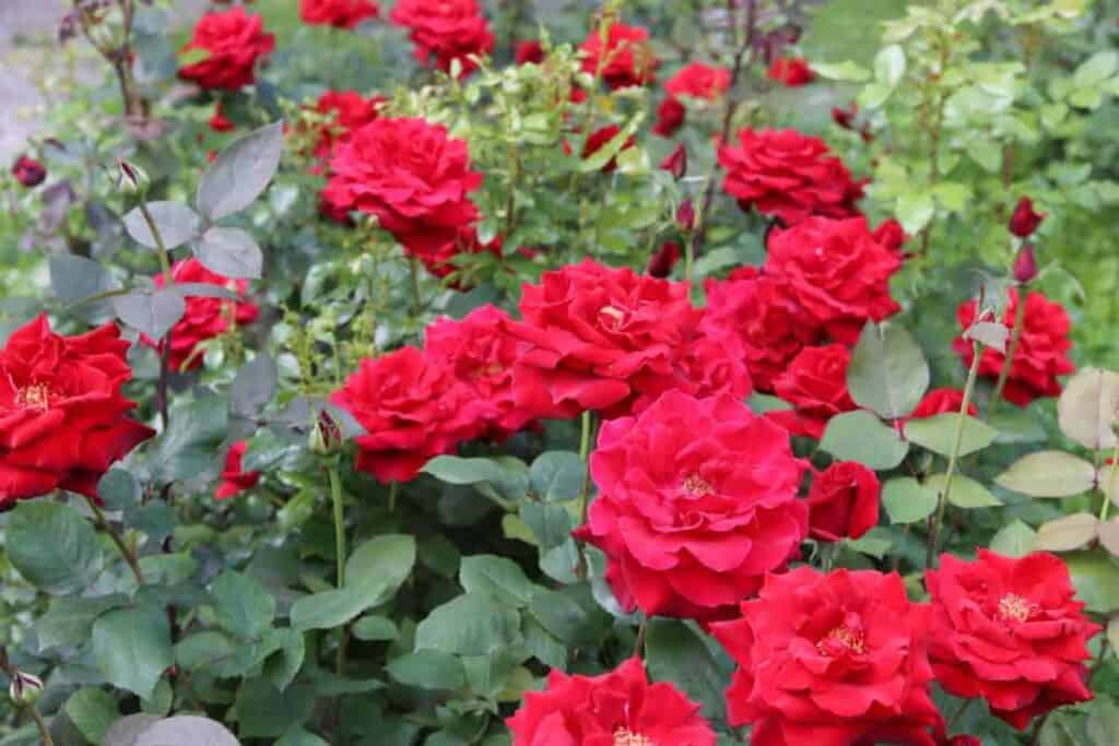 use of shrub roses