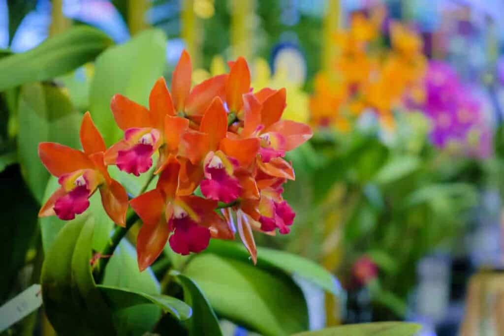 Roy Orchids