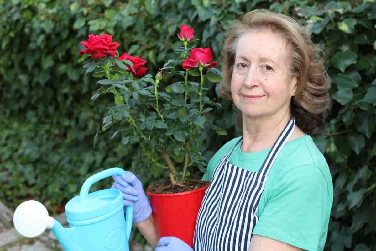 health unto your roses