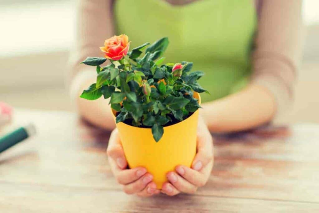 Miniature Roses