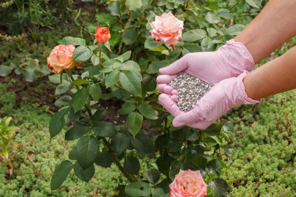 balanced meal for your roses